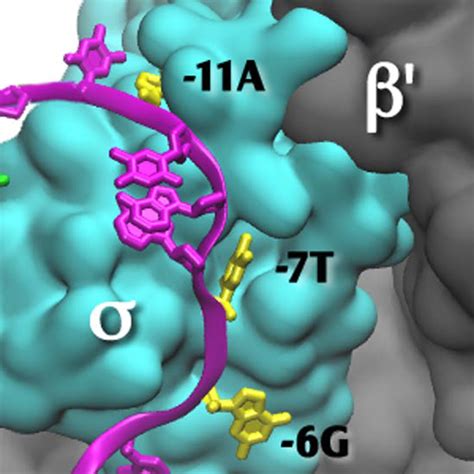 Biomolecules Free Full Text Base Flipping In Open Complex Formation At Bacterial Promoters