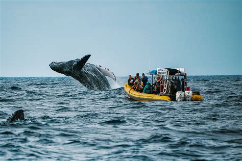 Whale Watching Maui Tours - With Close Encounters!