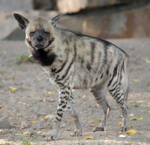 Striped Hyena - Facts, Habitat and Pictures