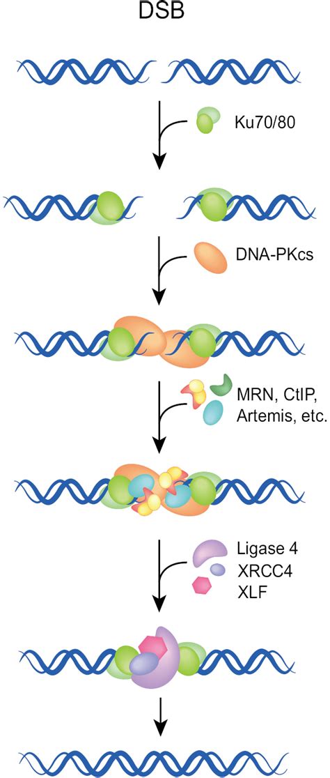 Alternative Pathways Of Non Homologous End Joining Nhej In Genomic