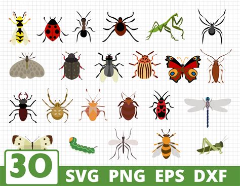 Insects Svg Bundle Insects Vector Butterfly Clipart Insects By