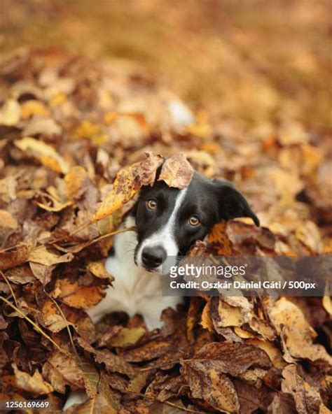 Dog Leaf Pile Photos and Premium High Res Pictures - Getty Images