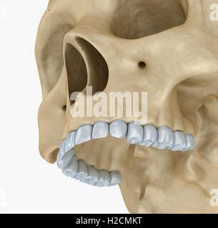 Human Skeleton Lacrimal Bone Anatomy D Illustration Stock Photo Alamy