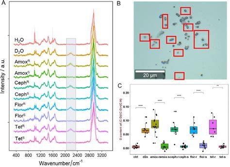 A Single Cell Raman Spectra Scrs Of Human Intestinal Bacteria After