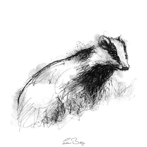 European badger sketch | SeanBriggs