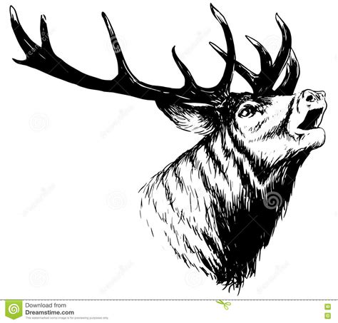 Whitetail Deer Clipart Black And White