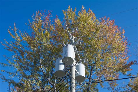 Is It Dangerous If Your Tree Is In Contact With Power Lines