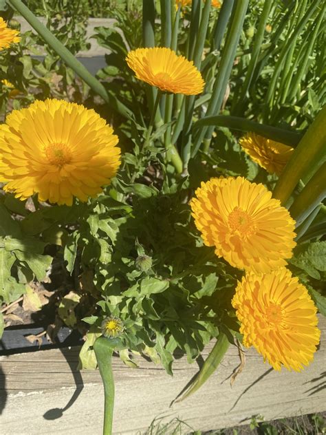 Calendula Pacific Beauty - Local Seeds