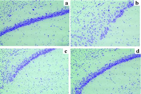 Nissl Staining Results Of Neurons In The Hippocampal CA1 Region A C