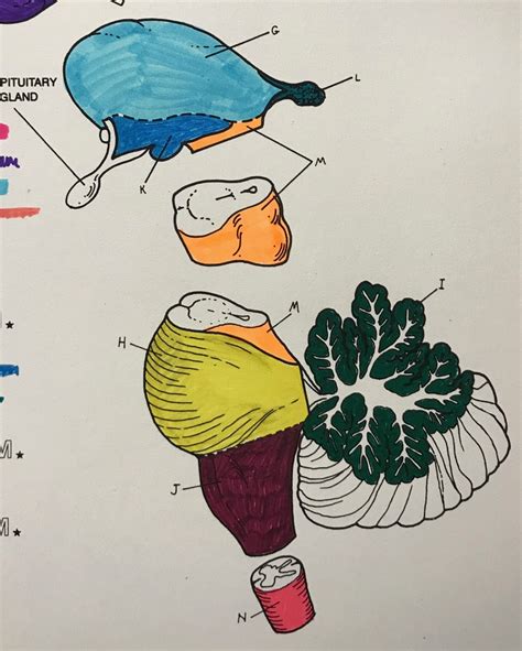 Neuro Exam Anatomy Diagram Quizlet