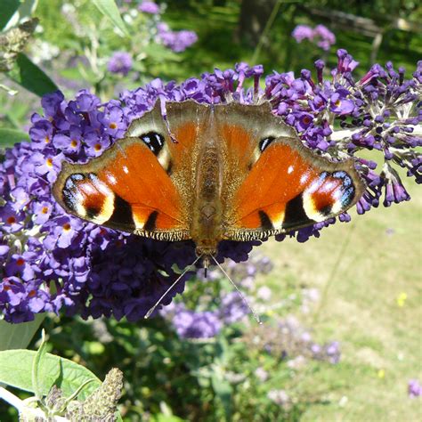 Photo Paon Du Jour Aglais Io Observationsbe