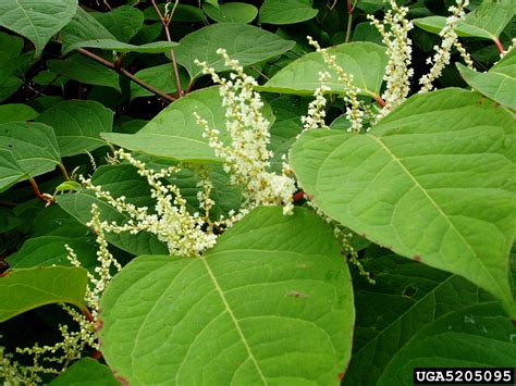 Japanese Knotweed Reynoutria Japonica