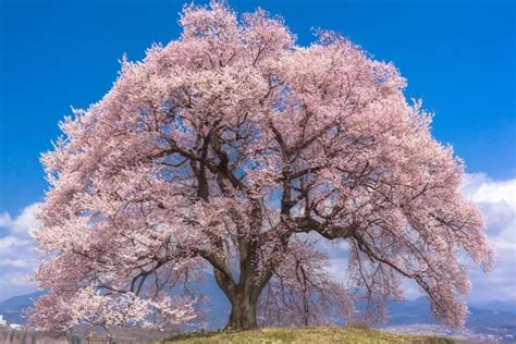 Qué significa tener un cerezo en casa Descubre la belleza y