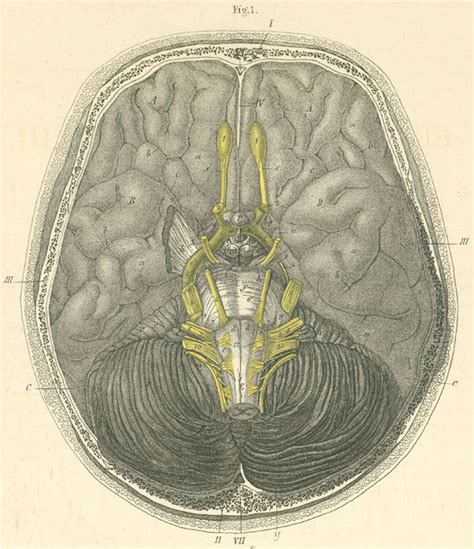 Anterior Falx