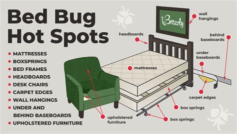 How to Find Bed Bugs During the Day? Detailed Guide - Beezzly | Bed