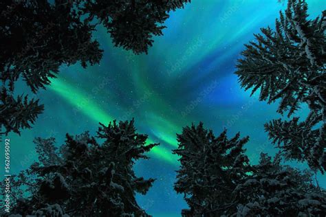 Aurora Borealis, Northern lights, above winter forest treetops. Stock ...