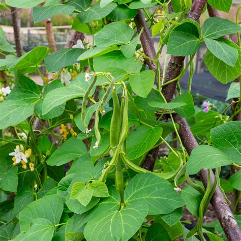 How To Grow Runner Beans In Pots For A Bountiful Crop Ideal Home