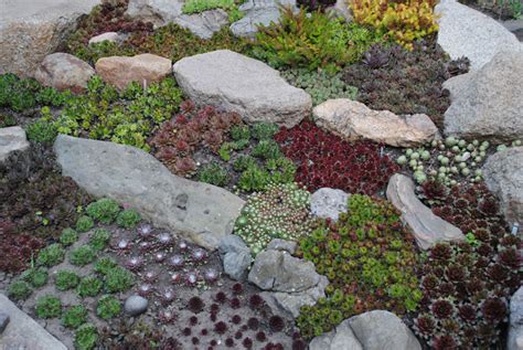 Уличные суккуленты рода Семпервивум (Sempervivum) | Кактус Київ