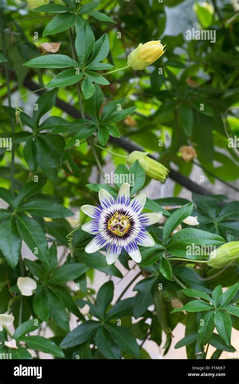 Passiflora caerulea La flor de la Pasión azul en un invernadero UK