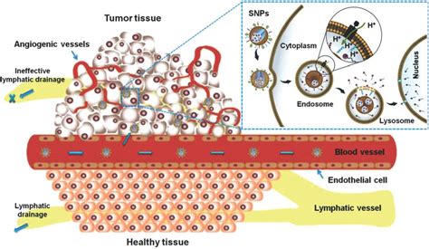 Schematic Illustration Of The Epr Effect Passive Targeting To Tumor