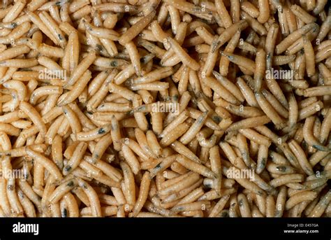 Common House Fly Maggots Musca Domestica Stock Photo Alamy