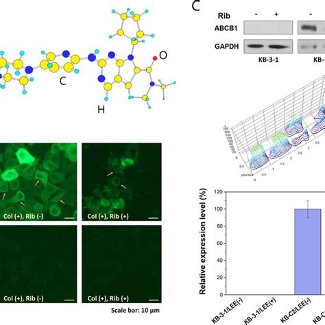 Downregulation Of Abcb1 Expression By Ribociclib A Molecular Structure Download Scientific