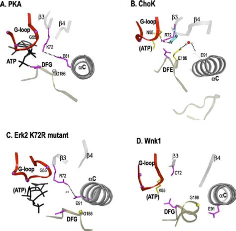 Mechanistic Diversity Of The ATP Binding Pocket A PKA Showing