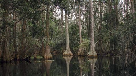 Joelhos De Cypress De Lagoa Musgo Espanhol Reserva Natural Do