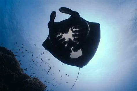 El Misterio De Las Mantarrayas Melan Sticas Vista Al Mar