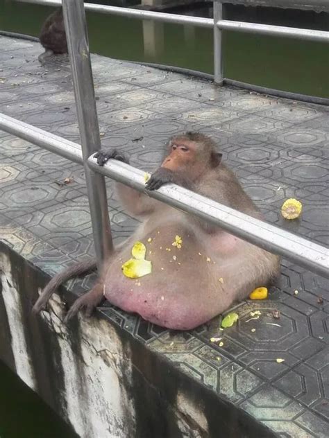 Chunky monkey: Obese macaque 'Uncle Fatty' balloons to twice normal ...