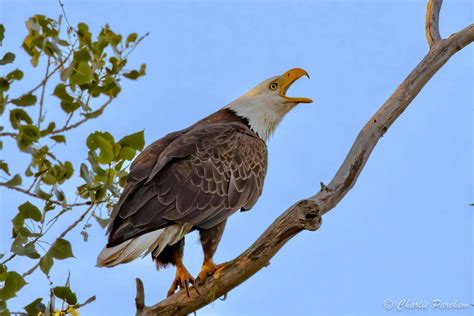 M Comer On Twitter Rt Todaysbaldeagle Photo Courtesy Of Charlie