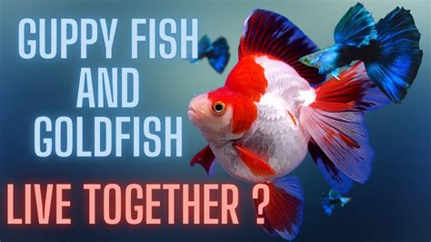 Guppy Fish Care Can Guppy Fish And Goldfish Live Together Youtube