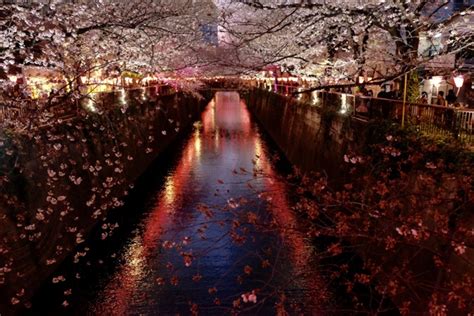 目黒川 桜情景 By ペコおやじ （id：6583020） 写真共有サイトphotohito