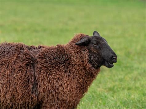 A Brown Sheep in a Green Field Stock Image - Image of wicklow, black ...