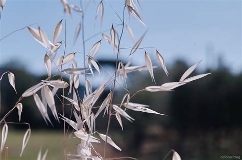 Russian HELIOS and Nikkor lenses on sigma sd quattro — nofocus