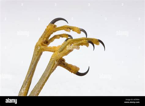 Talons Hi Res Stock Photography And Images Alamy