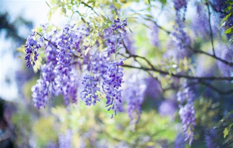 Wallpaper Light Flowers Nature Tree Branch Spring Inflorescence