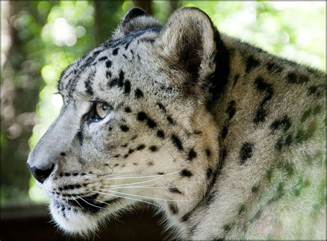 snow leopard face 6