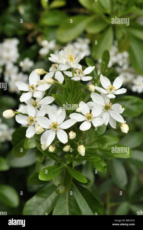 Choisya Ternata Mexican Orange Blossom Stock Photo Alamy