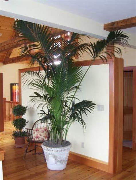 Indoor Palm Trees | HubPages