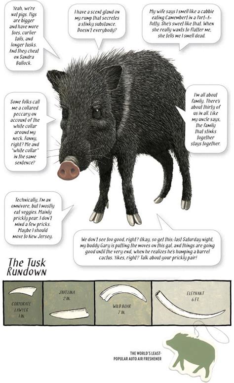 The Javelina Javelina Feral Pig Texas Animals