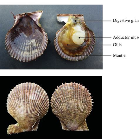 Scallop Anatomy