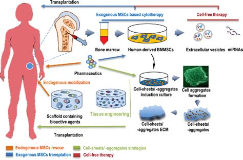 Schematic Of Human Derived Mesenchymal Stem Cells For Cytotherapy And