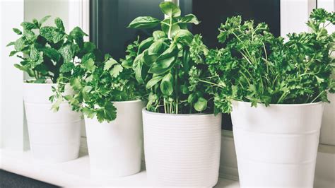 7 Tips For Growing The Best Herbs Ever In Containers