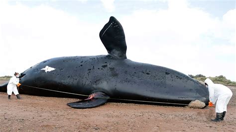 Descubrieron Qu Fue Lo Que Mat A M S De Ballenas En Pen Nsula