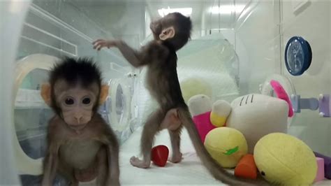 First Monkey Clones Created In Chinese Laboratory Bbc News