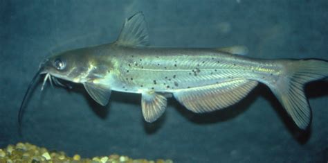 Ictalurus Punctatus Ncfishes