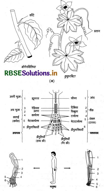 Rbse Class 12 Biology Important Questions Chapter 7 विकास