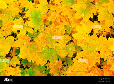 Autumn (Fall) leaves on a maple tree, in closeup Stock Photo - Alamy