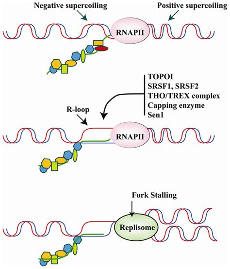 Frontiers Pre Mrna Processing Factors Meet The Dna Damage Response